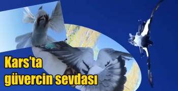 Kars’ta güvercin sevdası