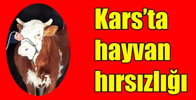 Kars’ta hayvan hırsızlığı