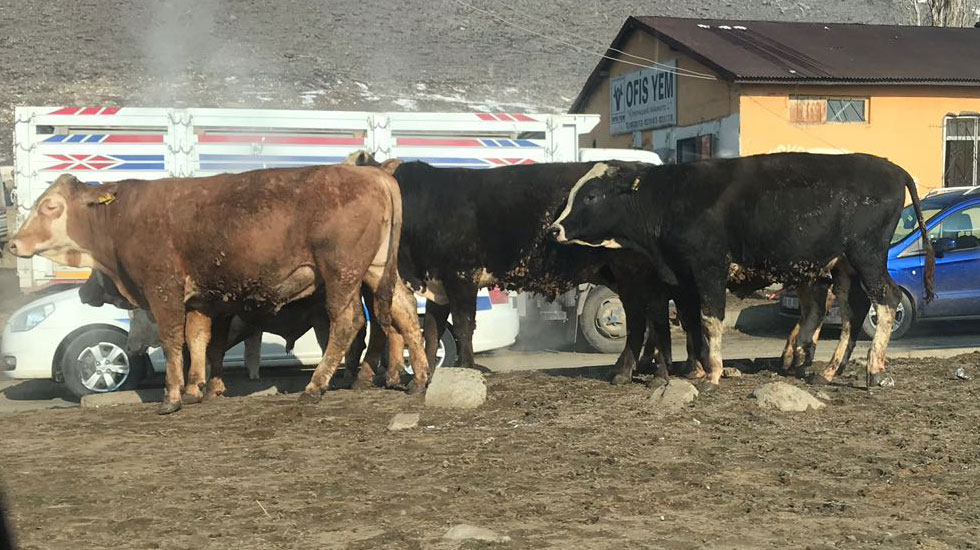 Kars’ta Hayvan Pazarı 35 Gün Süreyle Kapatıldı