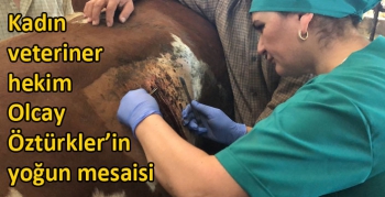 Kars'ta kadın veteriner hekim Olcay Öztürkler’in yoğun mesaisi