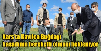 Kars’ta Kavılca Buğdayı hasadının bereketli olması bekleniyor