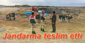 Kars’ta kaybolan hayvanları jandarma buldu