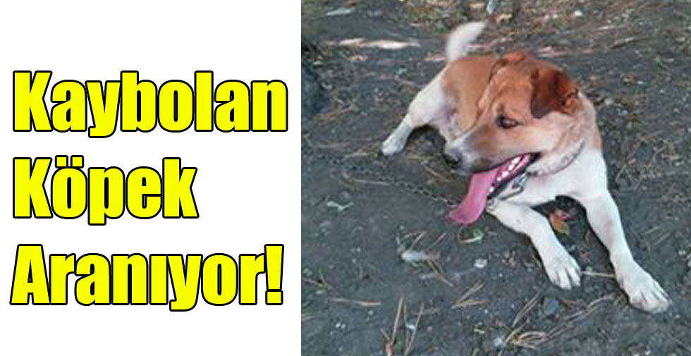 Kars’ta Kaybolan Köpek Aranıyor!