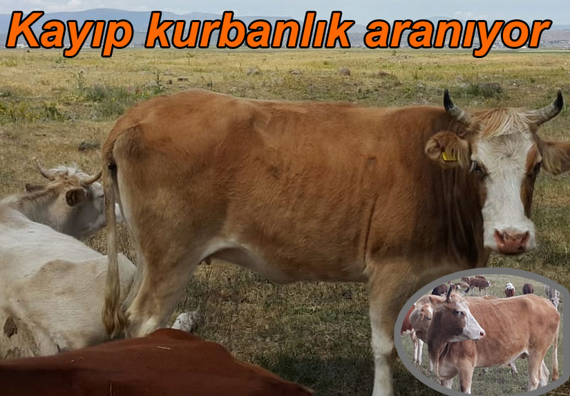 Kars’ta kayıp kurbanlık aranıyor