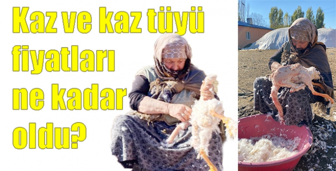 Kars’ta kaz ve kaz tüyü fiyatları ne kadar oldu