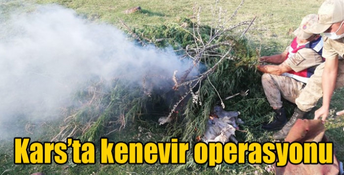 Kars’ta kenevir operasyonu