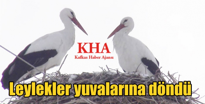 Kars'ta leylekler yuvalarına döndü