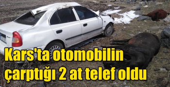 Kars'ta otomobilin çarptığı 2 at telef oldu