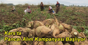 Kars’ta Pancar Alım Kampanyası Başlıyor