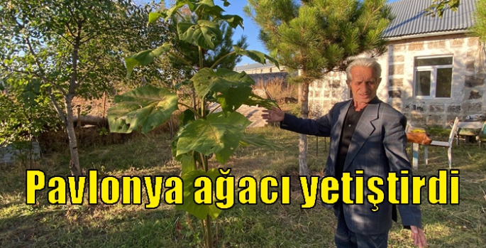 Kars'ta Pavlonya ağacı yetiştirdi