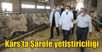 Kars’ta Şarole yetiştiriciliği