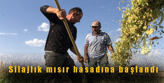 Kars’ta silajlık mısır hasadına başlandı