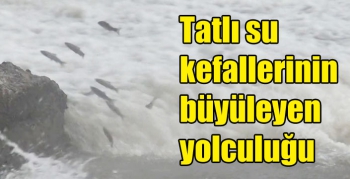 Kars’ta tatlı su kefallerinin büyüleyen yolculuğu