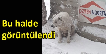 Kars’ta tipi altında kalan köpek böyle görüntülendi