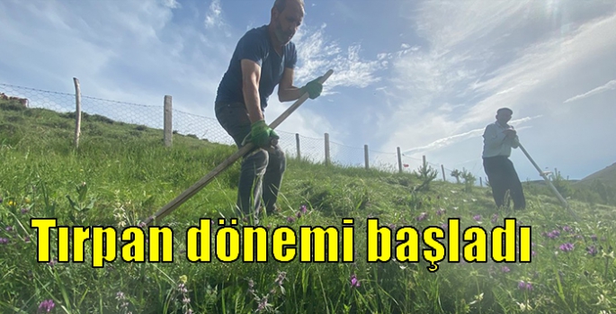 Kars’ta tırpan dönemi başladı