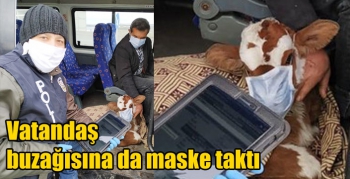 Kars’ta vatandaş buzağısına da maske taktı