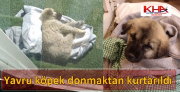 Kars’ta yavru köpek donmaktan kurtarıldı