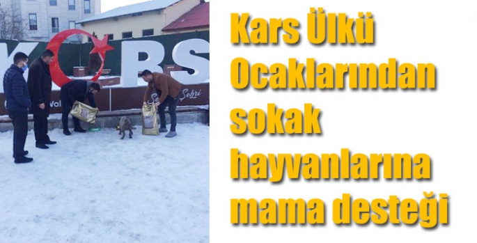 Kars Ülkü Ocaklarından sokak hayvanlarına mama desteği