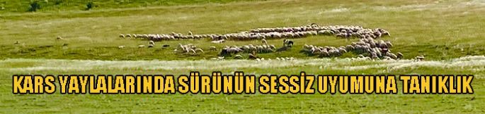 Kars Yaylalarında Sürünün Sessiz Uyumuna Tanıklık