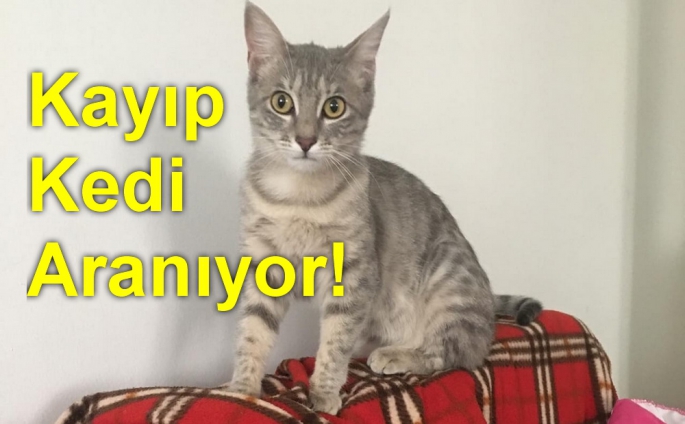 Kayıp Kedi Aranıyor! Bulana ödül verilecek