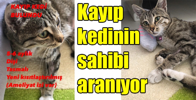 Kayıp kedinin sahibi aranıyor