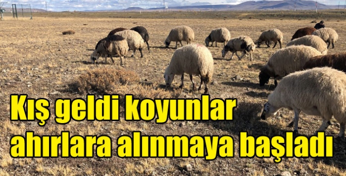 Kış geldi koyunlar ahırlara alınmaya başladı