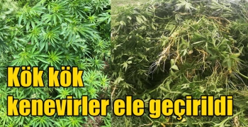 Kök kök kenevirler ele geçirildi