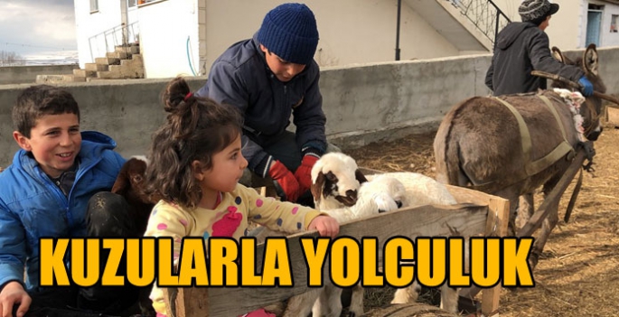 Köy çocuklarının kuzularla yolculuğu