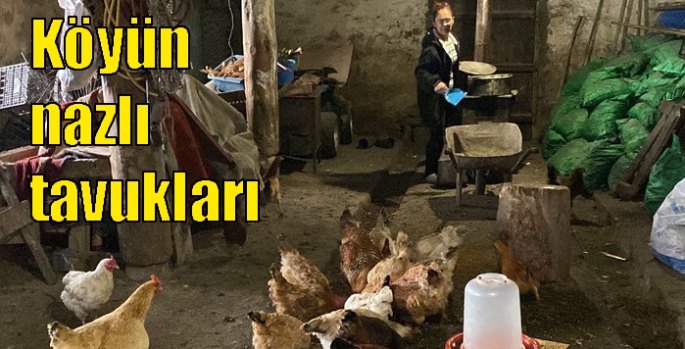 Köy tavuklarını özel menüyle besliyor
