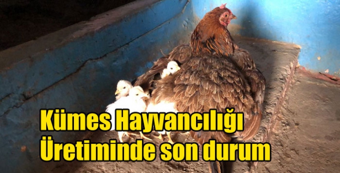 Kümes Hayvancılığı Üretiminde son durum