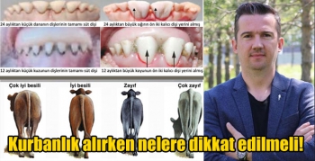 Kurbanlık alırken nelere dikkat edilmeli!