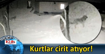 Kurtlar cirit atıyor!