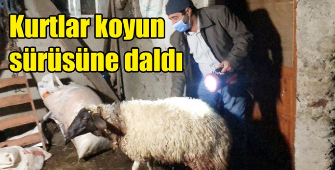 Kurtlar koyun sürüsüne daldı