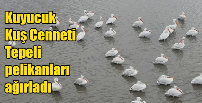 Kuyucuk Kuş Cenneti Tepeli pelikanları ağırladı