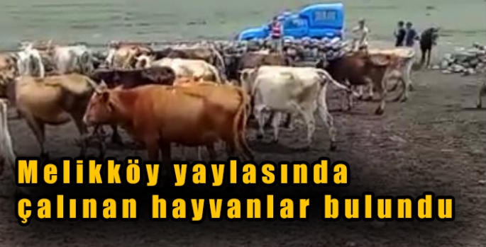 Melikköy yaylasında çalınan hayvanlar bulundu