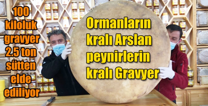 Ormanların kralı Arslan peynirlerin kralı Kars Gravyeri