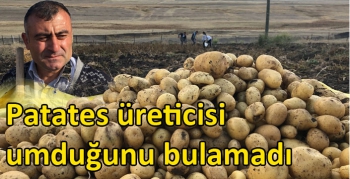 Patates üreticisi umduğunu bulamadı