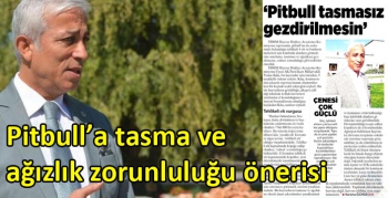 Pitbull’a tasma ve ağızlık zorunluluğu önerisi