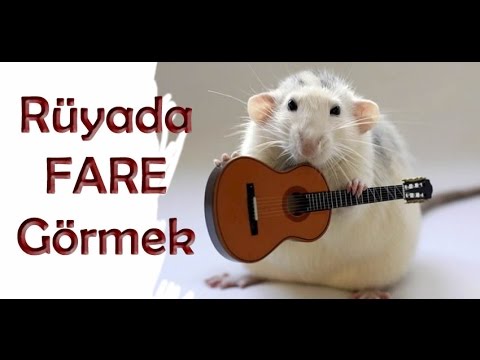 Rüyada Fare Görmek Ne Anlama Gelir Nedir, Rüya Tabirleri, Rüya Yorumu