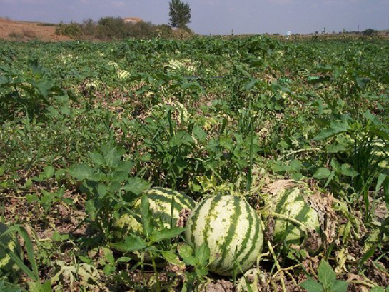 Rüyada Karpuz Tarlası Görmek ne demek nedir