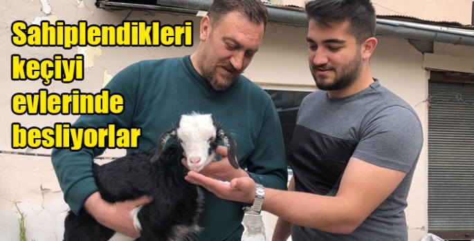 Sahiplendikleri keçiyi evlerinde besliyorlar