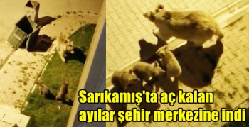 Sarıkamış'ta aç kalan ayılar şehir merkezine indi