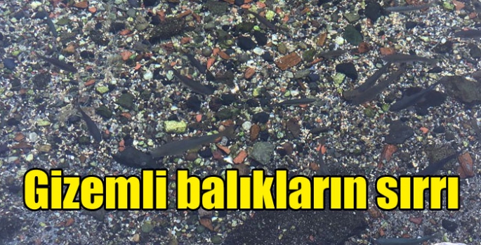 Selim’de balıklı gölün gizemli balıkları