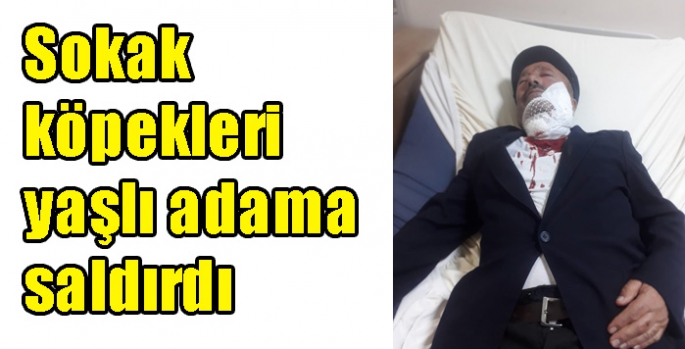 Sokak köpekleri yaşlı adama saldırdı