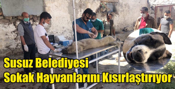 Susuz Belediyesi Sokak Hayvanlarını Kısırlaştırıyor