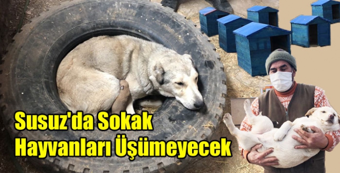Susuz'da Sokak Hayvanları Üşümeyecek