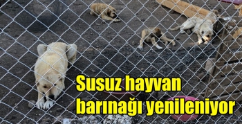 Susuz hayvan barınağı yenileniyor