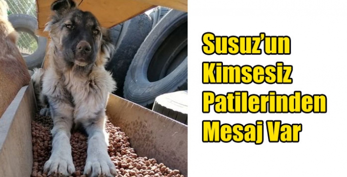 Susuz’un Kimsesiz Patilerinden Mesaj Var