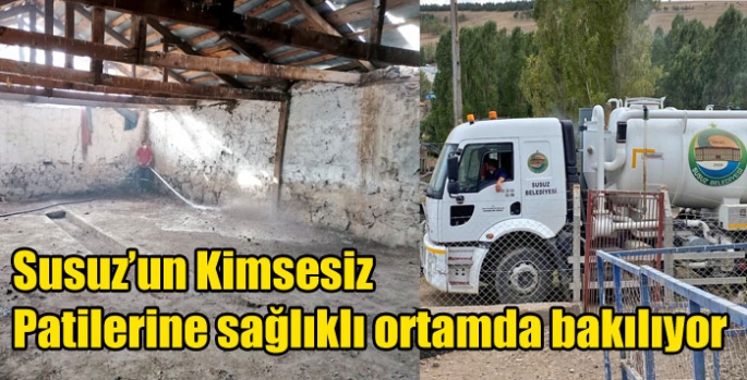 Susuz’un Kimsesiz Patilerine sağlıklı ortamda bakılıyor