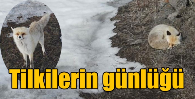 Tilkilerin günlüğü